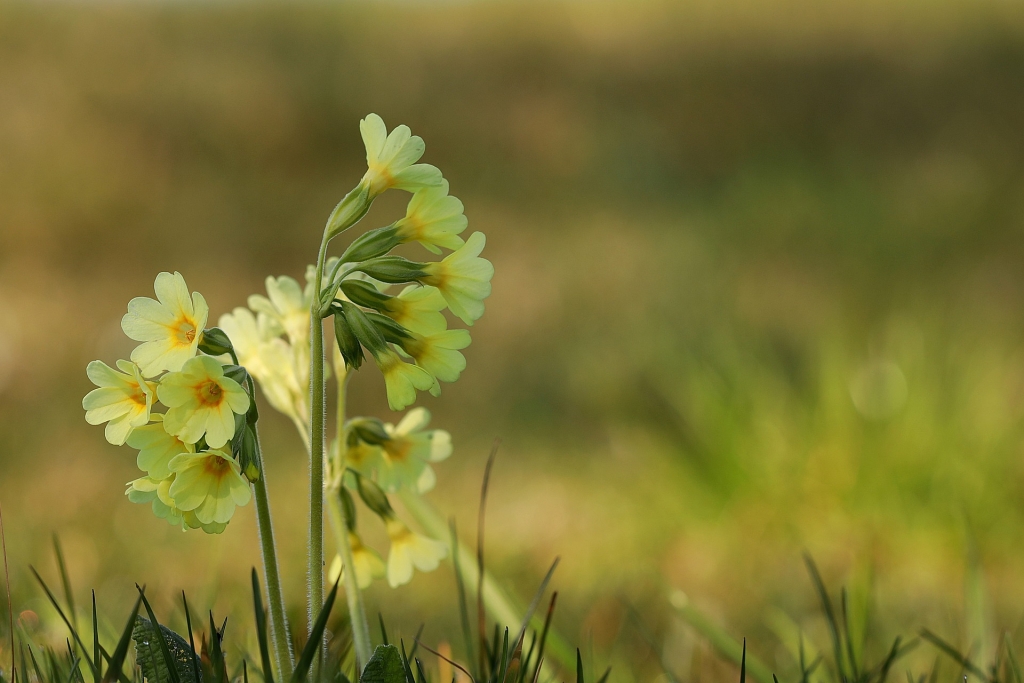 cowslip-4968515_1920.jpg